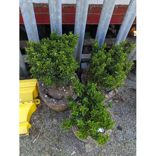 22 - A group of 3 planted pebble-dashed concrete garden planters, each of tapering cylindrical form, cont... 