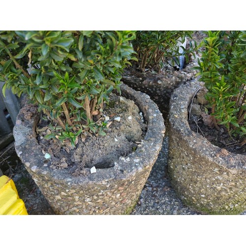 22 - A group of 3 planted pebble-dashed concrete garden planters, each of tapering cylindrical form, cont... 