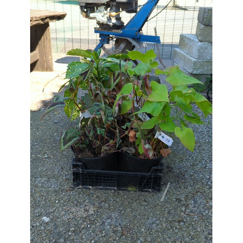 Lot 29        