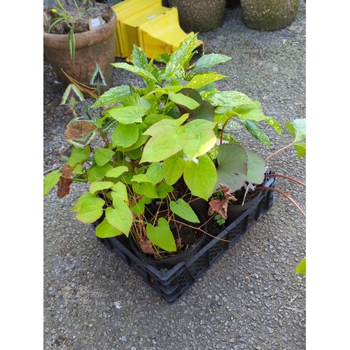 30 - A group of 5 potted ornamental plants in a black plastic crate.