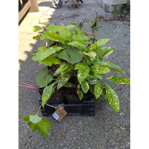 30 - A group of 5 potted ornamental plants in a black plastic crate.