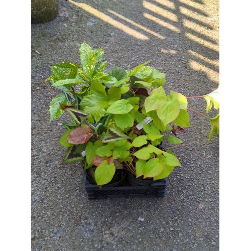 30 - A group of 5 potted ornamental plants in a black plastic crate.