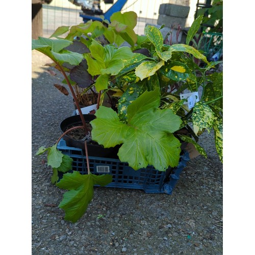 31 - A group of 5 potted garden plants presented in plastic nursery pots within a blue plastic crate.
