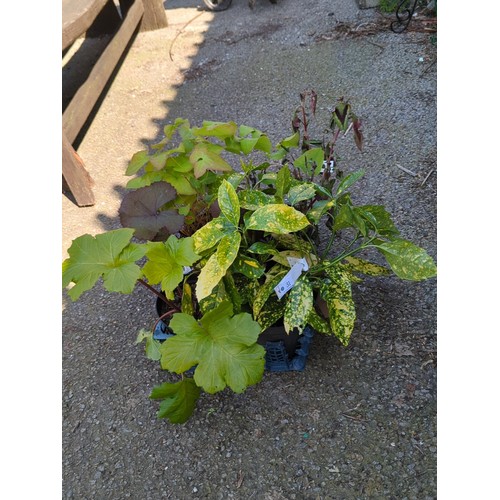 31 - A group of 5 potted garden plants presented in plastic nursery pots within a blue plastic crate.
