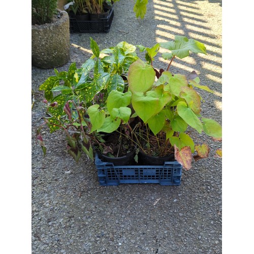 31 - A group of 5 potted garden plants presented in plastic nursery pots within a blue plastic crate.