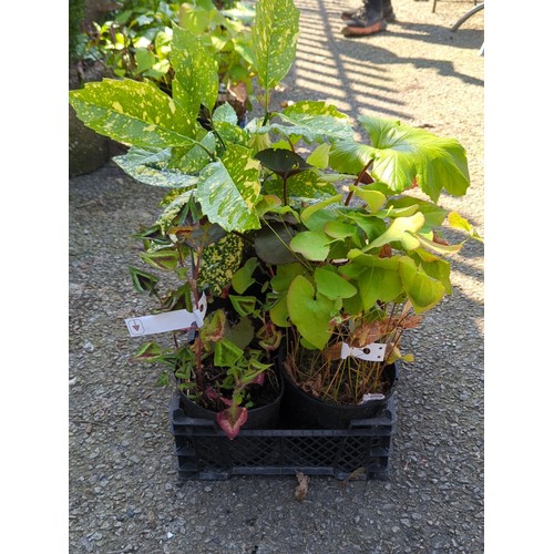 Lot 34        