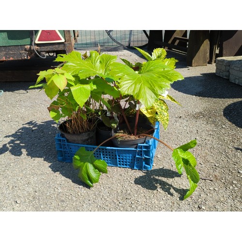 37 - A group of 5 potted garden plants presented in a blue plastic crate.