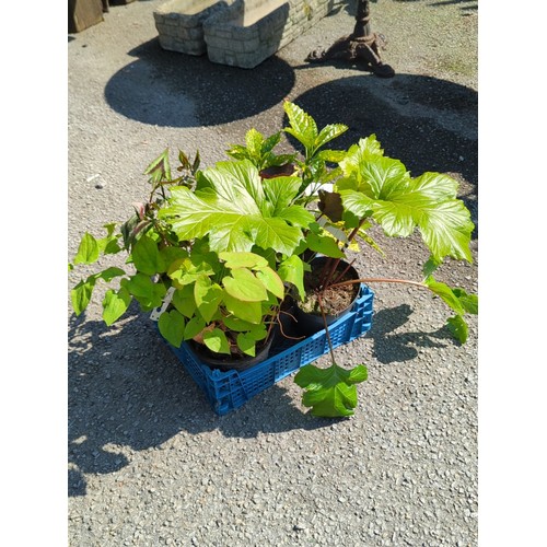 37 - A group of 5 potted garden plants presented in a blue plastic crate.