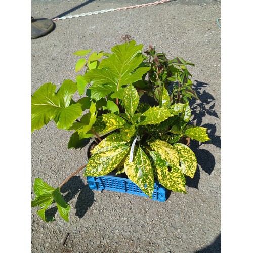 37 - A group of 5 potted garden plants presented in a blue plastic crate.