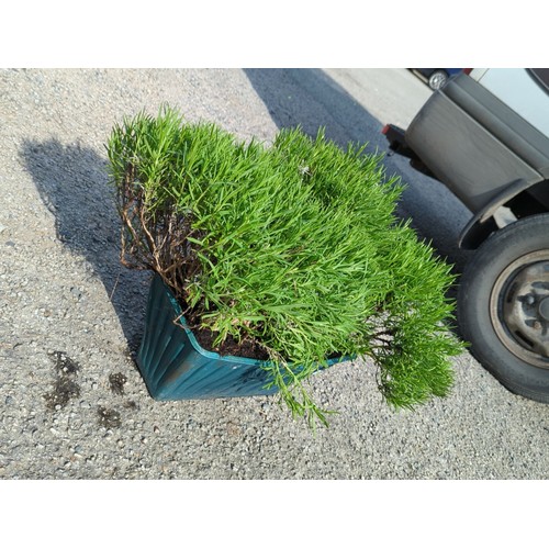 37A - Live lavender bush of dense mound form, presented in a green moulded plastic nursery pot.