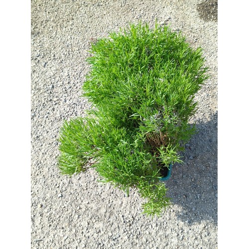 37A - Live lavender bush of dense mound form, presented in a green moulded plastic nursery pot.