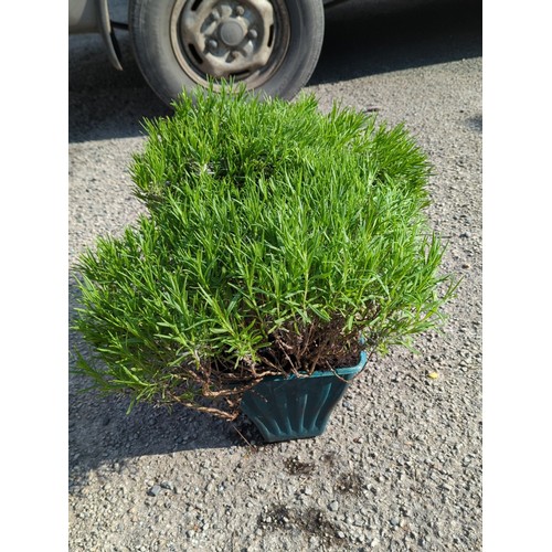 37A - Live lavender bush of dense mound form, presented in a green moulded plastic nursery pot.