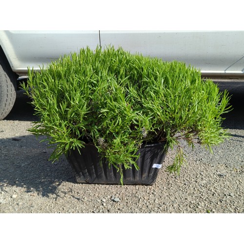Lot 38A       