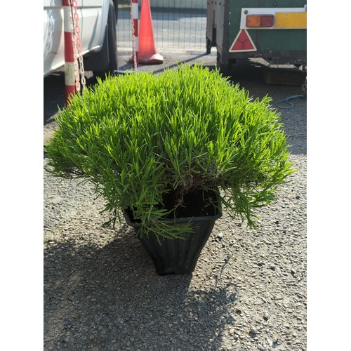 38A - Potted lavender plant in a ribbed black plastic nursery container.