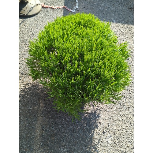 38A - Potted lavender plant in a ribbed black plastic nursery container.
