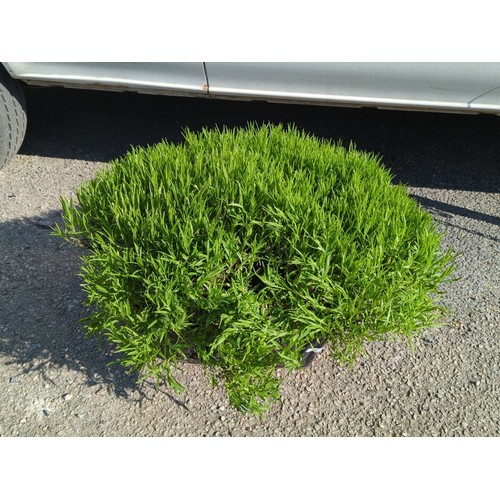 38A - Potted lavender plant in a ribbed black plastic nursery container.