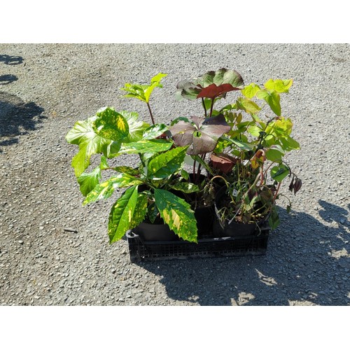 Lot 39        