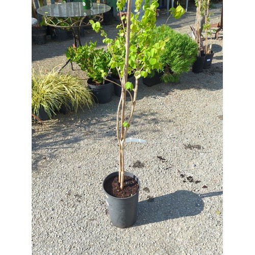 Lot 39A       