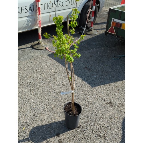 39A - Lonicera setifera presented in a black nursery pot.