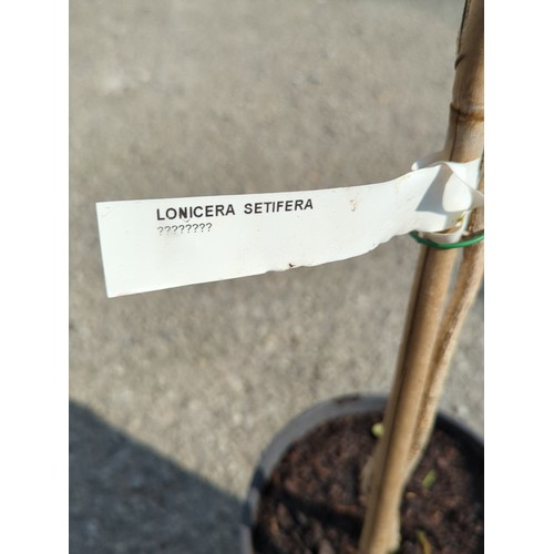 39A - Lonicera setifera presented in a black nursery pot.