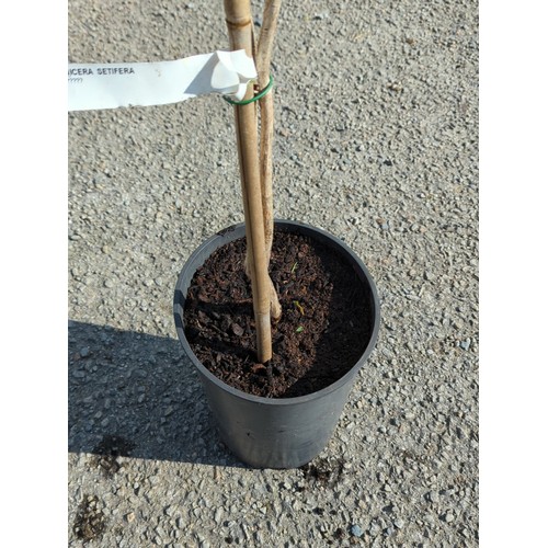 39A - Lonicera setifera presented in a black nursery pot.