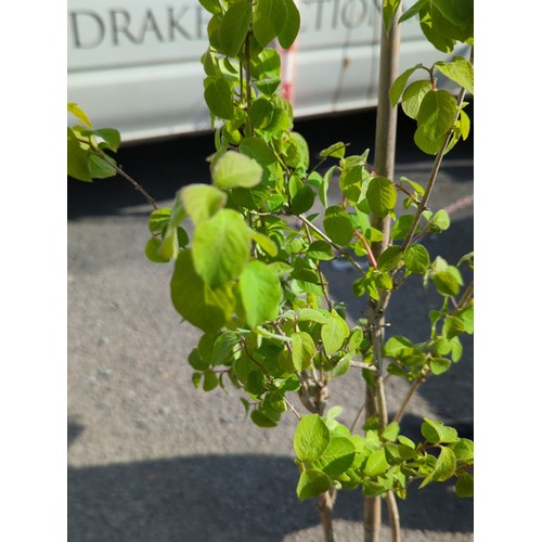 39A - Lonicera setifera presented in a black nursery pot.