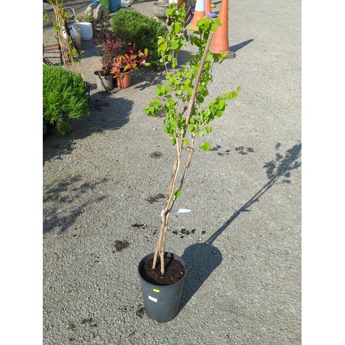 39A - Lonicera setifera presented in a black nursery pot.