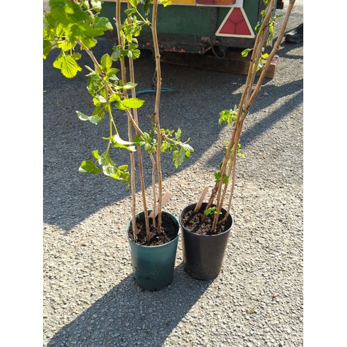 Lot 40A       