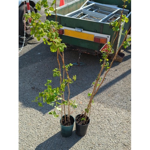 40A - A pair of potted raspberry canes, each in a plastic nursery pot.