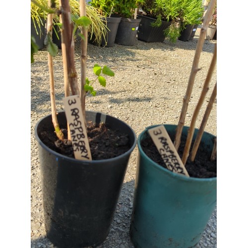 40A - A pair of potted raspberry canes, each in a plastic nursery pot.