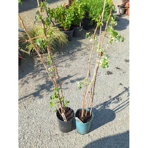 40A - A pair of potted raspberry canes, each in a plastic nursery pot.