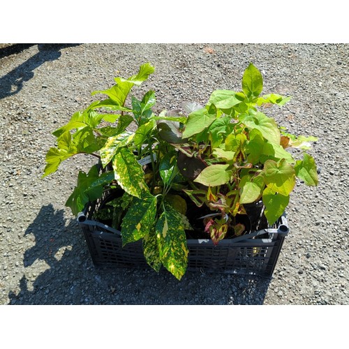 Lot 41        