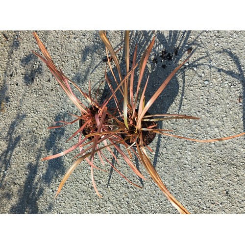 42A - A pair of potted ornamental phormium plants, each in a plastic nursery container.