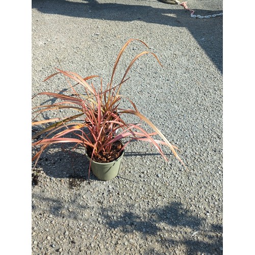 42A - A pair of potted ornamental phormium plants, each in a plastic nursery container.