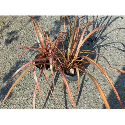 42A - A pair of potted ornamental phormium plants, each in a plastic nursery container.