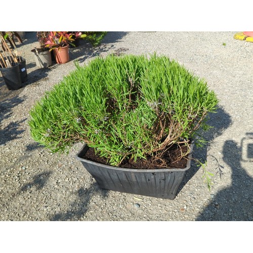 Lot 45A       