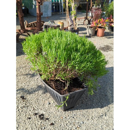 45A - Lavender bush presented in a black moulded plastic nursery planter.