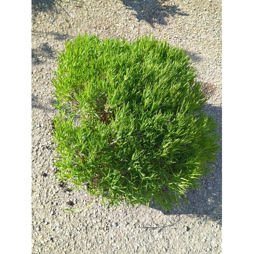 45A - Lavender bush presented in a black moulded plastic nursery planter.