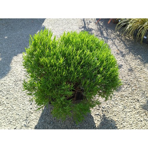 45A - Lavender bush presented in a black moulded plastic nursery planter.
