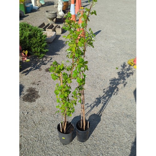 46A - A pair of potted raspberry canes, each in a black plastic nursery pot.