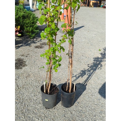 46A - A pair of potted raspberry canes, each in a black plastic nursery pot.