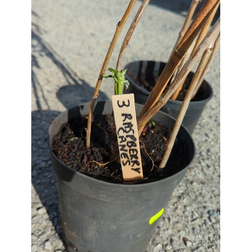 46A - A pair of potted raspberry canes, each in a black plastic nursery pot.