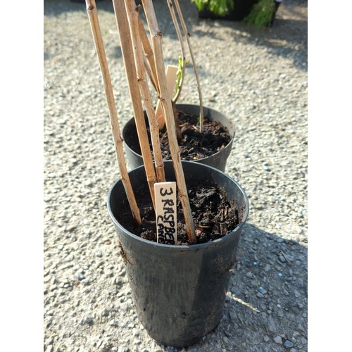 46A - A pair of potted raspberry canes, each in a black plastic nursery pot.