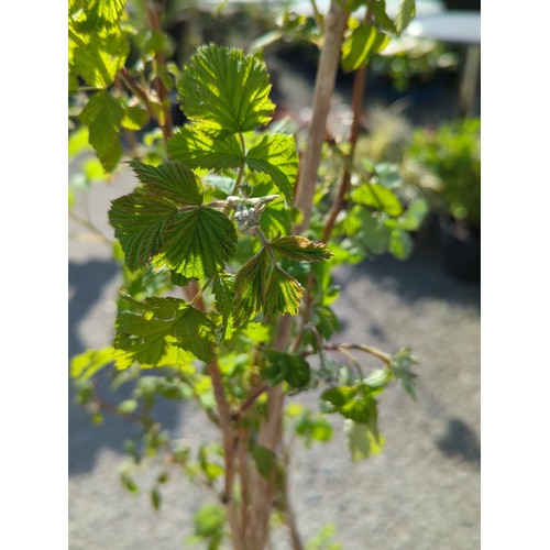46A - A pair of potted raspberry canes, each in a black plastic nursery pot.