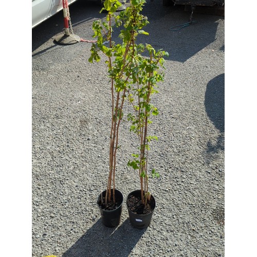 46A - A pair of potted raspberry canes, each in a black plastic nursery pot.