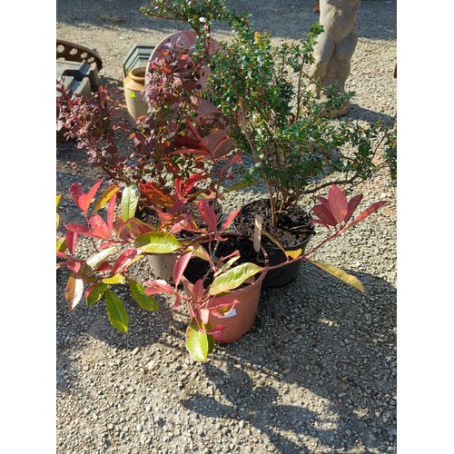 47A - A group of 3 potted shrubs inc. Photinia, Berberis and one other in nursery containers presented in ... 