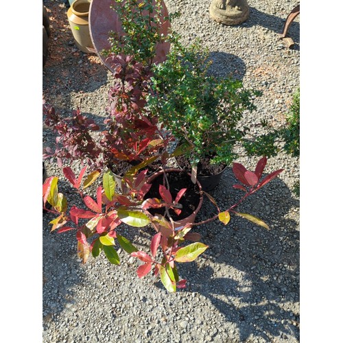 47A - A group of 3 potted shrubs inc. Photinia, Berberis and one other in nursery containers presented in ... 