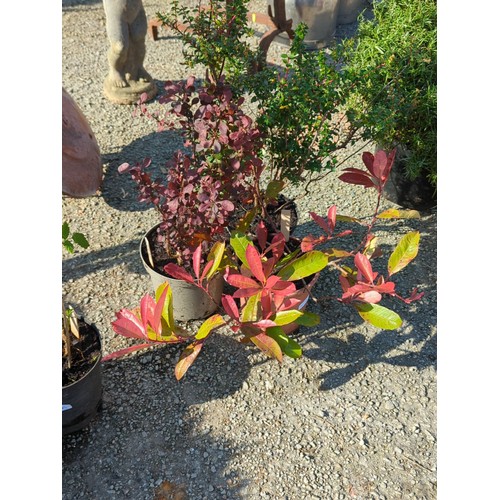 47A - A group of 3 potted shrubs inc. Photinia, Berberis and one other in nursery containers presented in ... 
