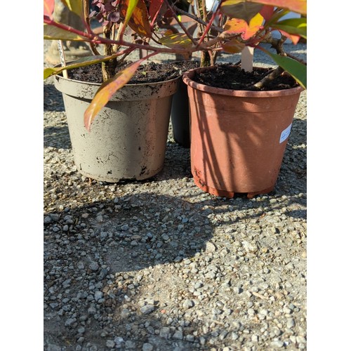 47A - A group of 3 potted shrubs inc. Photinia, Berberis and one other in nursery containers presented in ... 