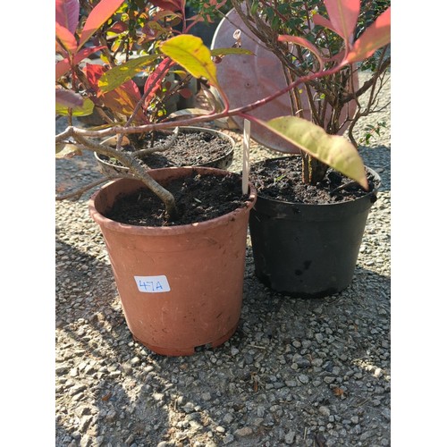 47A - A group of 3 potted shrubs inc. Photinia, Berberis and one other in nursery containers presented in ... 